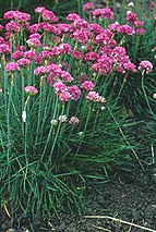 Armeria maritima