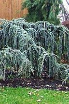 Cedrus atlantica Glauca Pendula