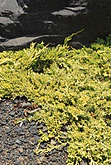 Juniperus horizontalis Golden Carpet