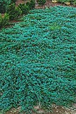 Juniperus horizontalis Wiltonii,
