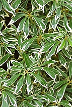 Pieris japonica