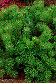 Pinus mugo pumilio